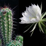 Echinopsis bridgesii  RCB311 Rio Abajo, Bolivia, 3560m alt. ©JLcoll.1401.jpg